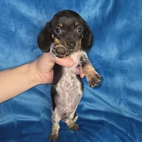 Bowzer, a male Miniature Dachshund for sale in Golden, MO – Photo 4 of 4