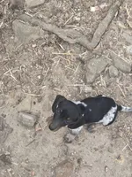 Bowzer, a male Miniature Dachshund for sale in Golden, MO – Photo 3 of 3