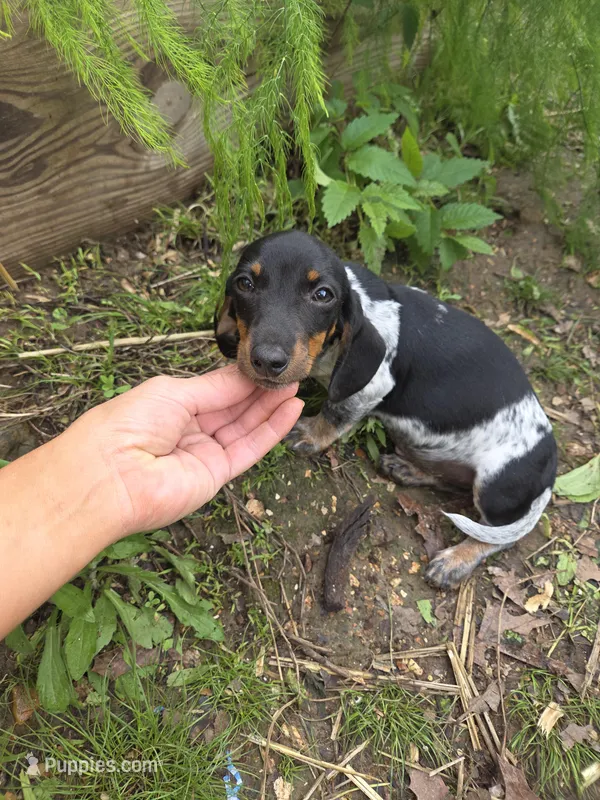 Bowzer – Miniature Dachshund puppy for sale in Golden, MO
