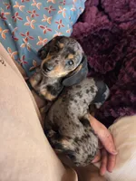 Pumpkin, a female Dachshund and Miniature Dachshund for sale in Golden, MO – 1 of 4