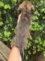 Gator- Ckc, a male Miniature Dachshund for sale in Golden, MO – Photo 4 of 4