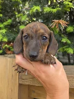 Gator- Ckc, a male Miniature Dachshund for sale in Golden, MO – Photo 3 of 4