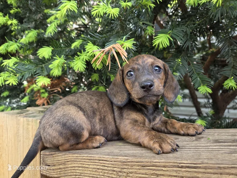 Gator- Ckc – Miniature Dachshund puppy for sale in Golden, MO