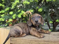 Gator- Ckc, a male Miniature Dachshund for sale in Golden, MO – Photo 1 of 4