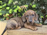 Gator- Ckc, a male Miniature Dachshund for sale in Golden, MO – Photo 2 of 4