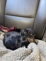 Pumpkin, a female Dachshund and Miniature Dachshund for sale in Golden, MO – 2 of 4