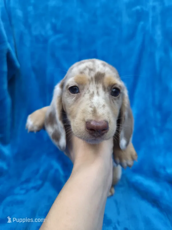 Rolo – Dachshund, Miniature Dachshund puppy for sale in Golden, MO