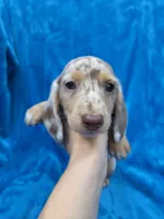 Rolo, a male Dachshund and Miniature Dachshund for sale in Golden, MO – 1 of 6