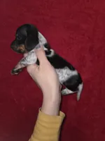 Almond, a male Miniature Dachshund for sale in Golden, MO – Photo 3 of 3