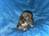 Bongo, a male Miniature Dachshund for sale in Golden, MO – Photo 4 of 5