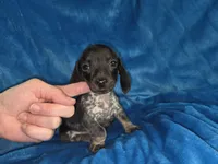 Bongo, a male Miniature Dachshund for sale in Golden, MO – Photo 1 of 5