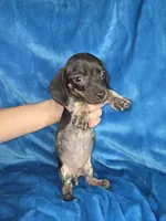 Bongo, a male Miniature Dachshund for sale in Golden, MO – Photo 5 of 5