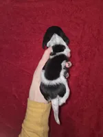 Almond, a male Miniature Dachshund for sale in Golden, MO – Photo 2 of 3