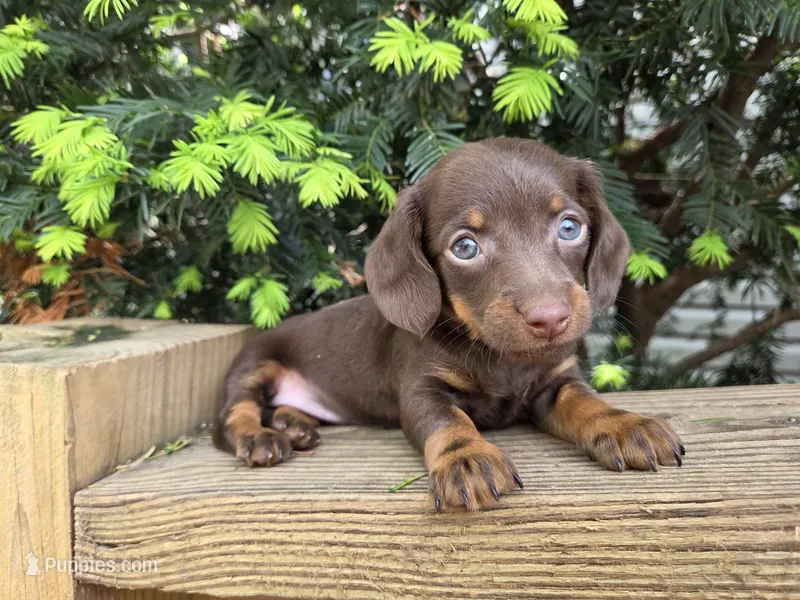 Squirrel-Ckc – Miniature Dachshund puppy for sale in Golden, MO