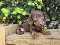 Squirrel-Ckc, a female Miniature Dachshund for sale in Golden, MO – Photo 1 of 4