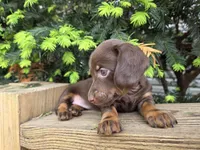 Squirrel-Ckc, a female Miniature Dachshund for sale in Golden, MO – Photo 4 of 4