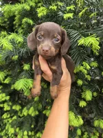 Squirrel-Ckc, a female Miniature Dachshund for sale in Golden, MO – Photo 2 of 4