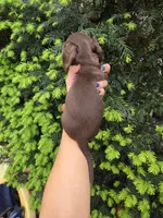 Squirrel-Ckc, a female Miniature Dachshund for sale in Golden, MO – Photo 3 of 4