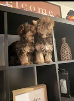 No name , a male Yorkipoo for sale in Fishers, IN – Photo 2 of 2