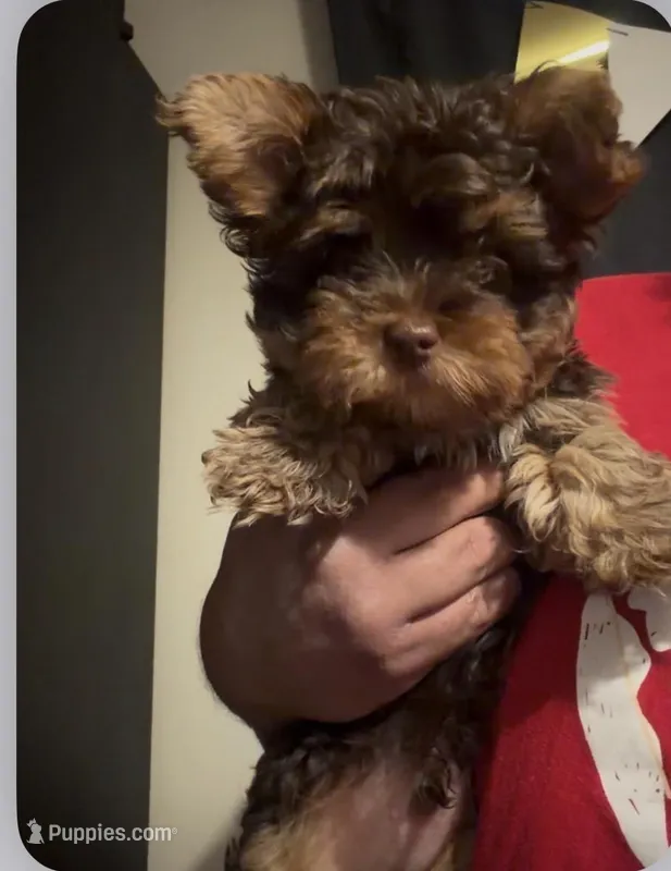 No name  – Yorkipoo puppy for sale in Fishers, IN