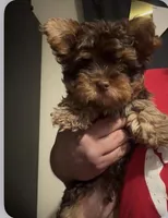 No name , a male Yorkipoo for sale in Fishers, IN – Photo 1 of 2