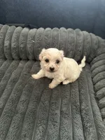 Ada, a female Havachon for sale in Cincinnati, OH – 8 of 9