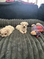 Ada, a female Havachon for sale in Cincinnati, OH – 7 of 9