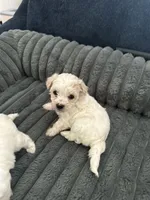 Chilo, a female Havachon for sale in Cincinnati, OH – 10 of 10