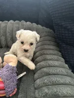Ada, a female Havachon for sale in Cincinnati, OH – 9 of 9