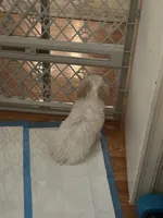 Bella Hugo Champ, a female Havachon for sale in Cincinnati, OH – Photo 2 of 4