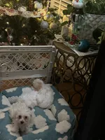 Bella Hugo Champ, a female Havachon for sale in Cincinnati, OH – Photo 4 of 4