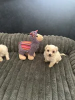 Chilo, a female Havachon for sale in Cincinnati, OH – 4 of 10
