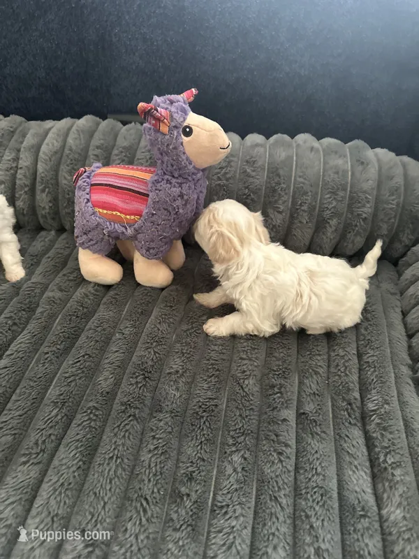 Ada – Havachon puppy for sale in Cincinnati, OH