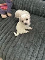 Ada, a female Havachon for sale in Cincinnati, OH – 3 of 9