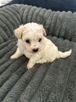 Chilo, a female Havachon for sale in Cincinnati, OH – 7 of 10