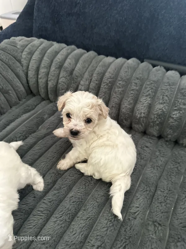 Butch – Havachon puppy for sale in Cincinnati, OH