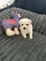 Chilo, a female Havachon for sale in Cincinnati, OH – 3 of 10