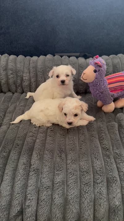Chilo, a female Havachon for sale in Cincinnati, OH – 6 of 10
