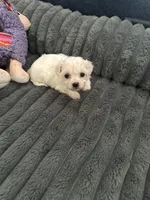 Chilo, a female Havachon for sale in Cincinnati, OH – 2 of 10