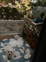 John, a female Havachon for sale in Cincinnati, OH – Photo 4 of 7