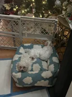 John, a female Havachon for sale in Cincinnati, OH – Photo 3 of 7