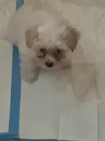 John, a female Havachon for sale in Cincinnati, OH – Photo 5 of 7