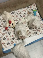 John, a female Havachon for sale in Cincinnati, OH – Photo 6 of 7