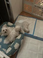 John, a female Havachon for sale in Cincinnati, OH – Photo 1 of 7