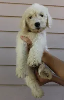 Sunny, a male English Goldendoodle for sale in Washington, TX – 2 of 4