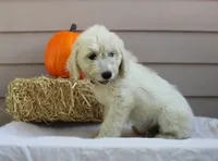 Sunny, a male English Goldendoodle for sale in Washington, TX – 1 of 4