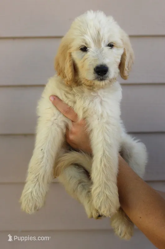 Oakley – English Goldendoodle puppy for sale in Washington, TX