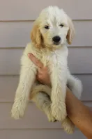 Oakley, a male English Goldendoodle for sale in Washington, TX – 1 of 3