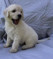 Daisy, a female English Goldendoodle for sale in Washington, TX – 2 of 4