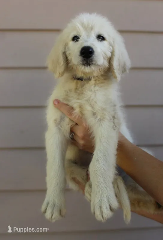 Daisy – English Goldendoodle puppy for sale in Washington, TX